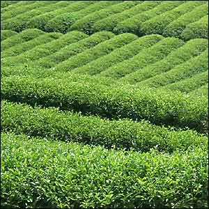 Tea Garden