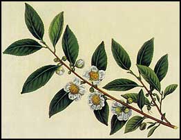 Tea Specimen