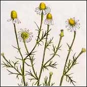 Chamomile